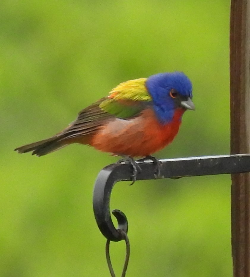 Painted Bunting - Andrew Melnykovych