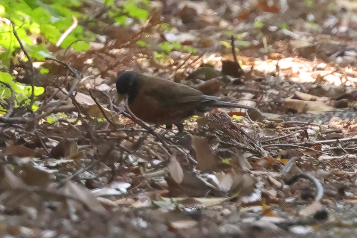 Izu Thrush - Fabio Olmos