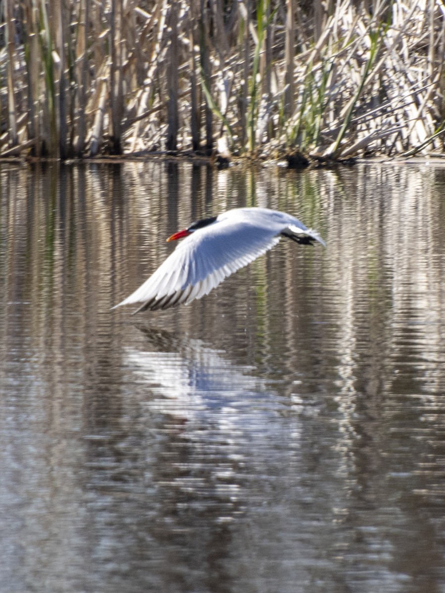 Caspian Tern - ML618620412