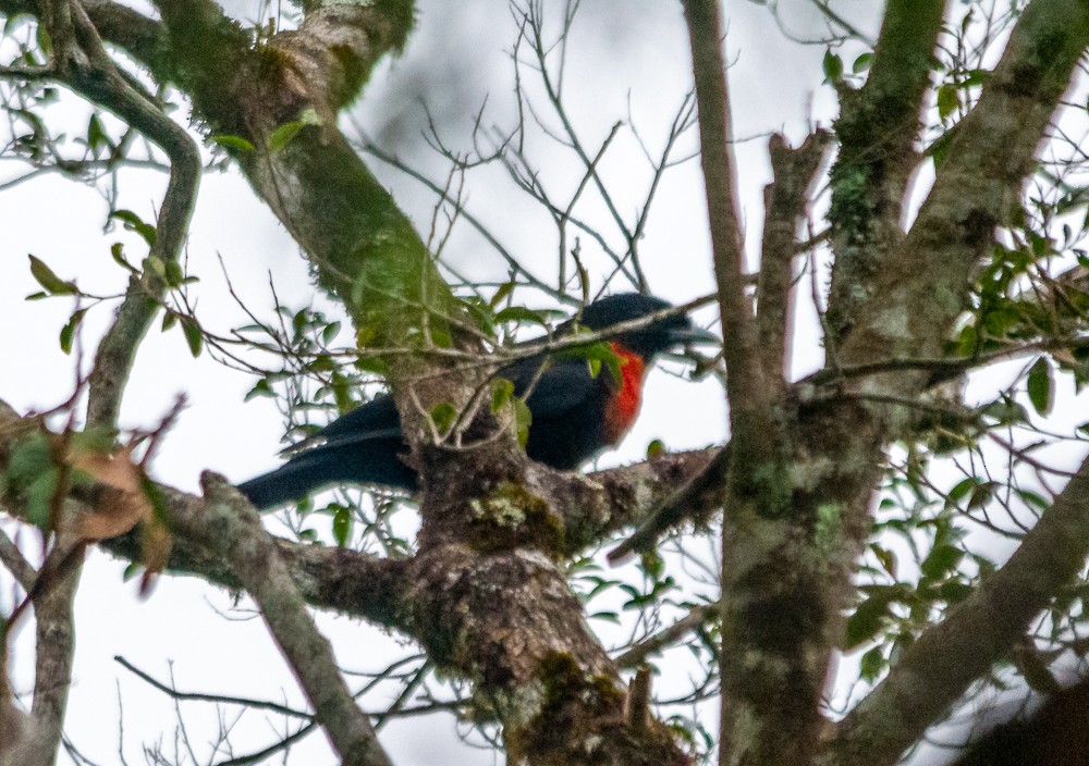 Red-ruffed Fruitcrow - ML618620450