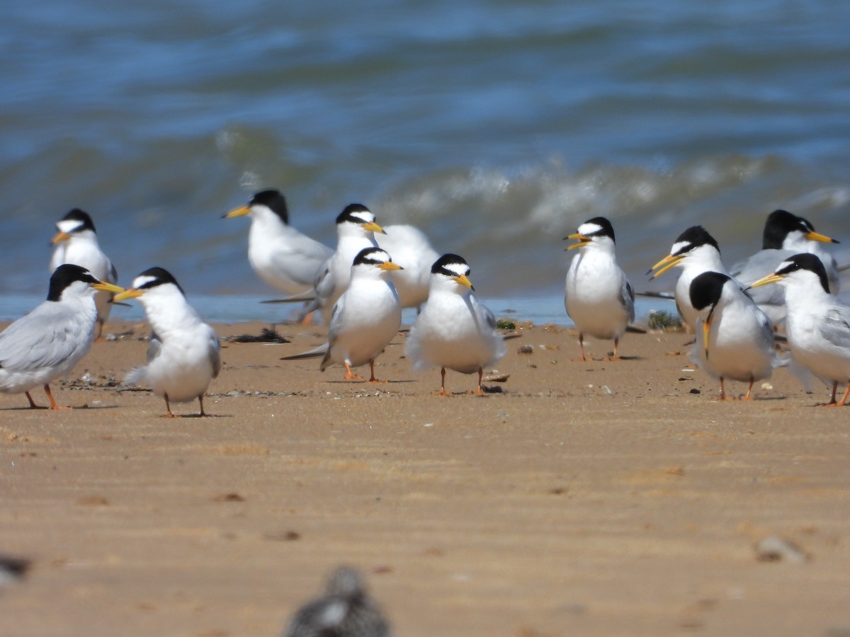 Little Tern - ML618620484