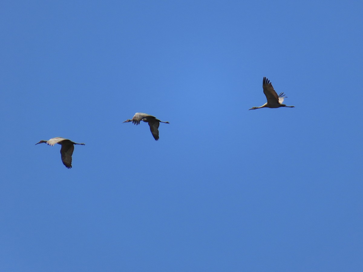 Sandhill Crane - ML618620490