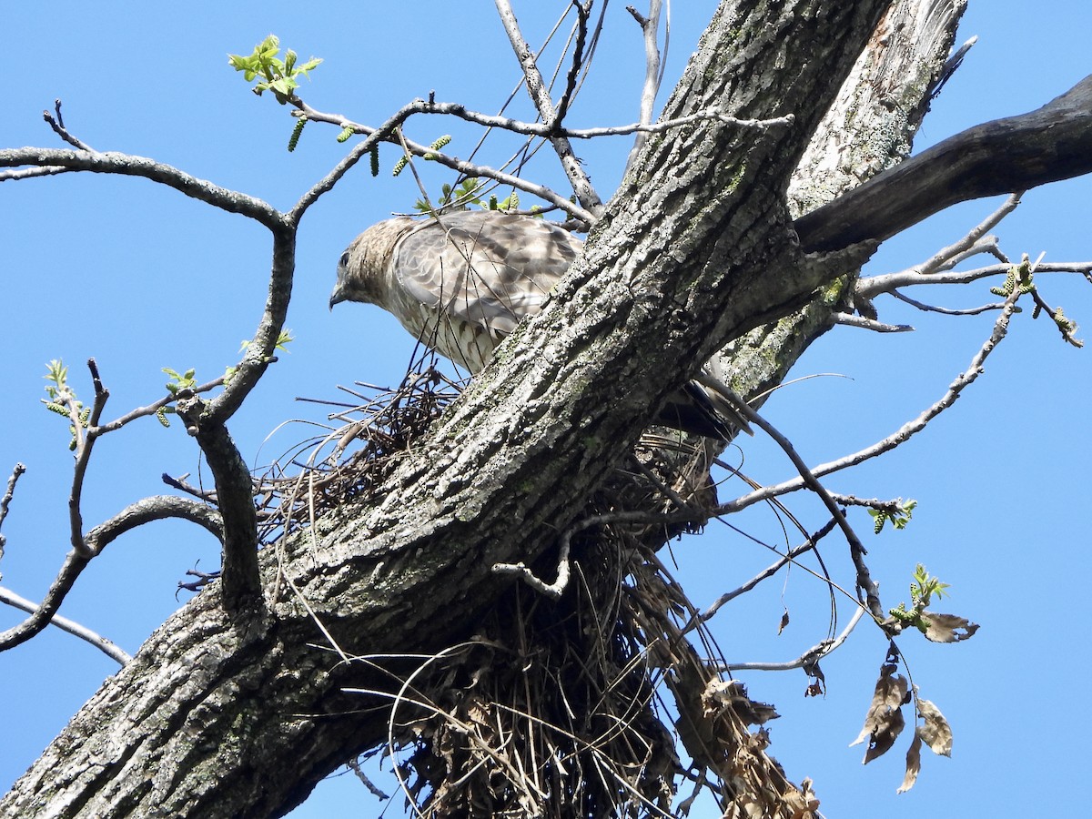 Broad-winged Hawk - ML618620514