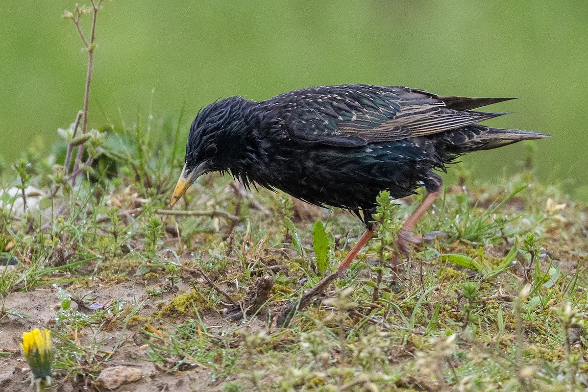 European Starling - ML618620554