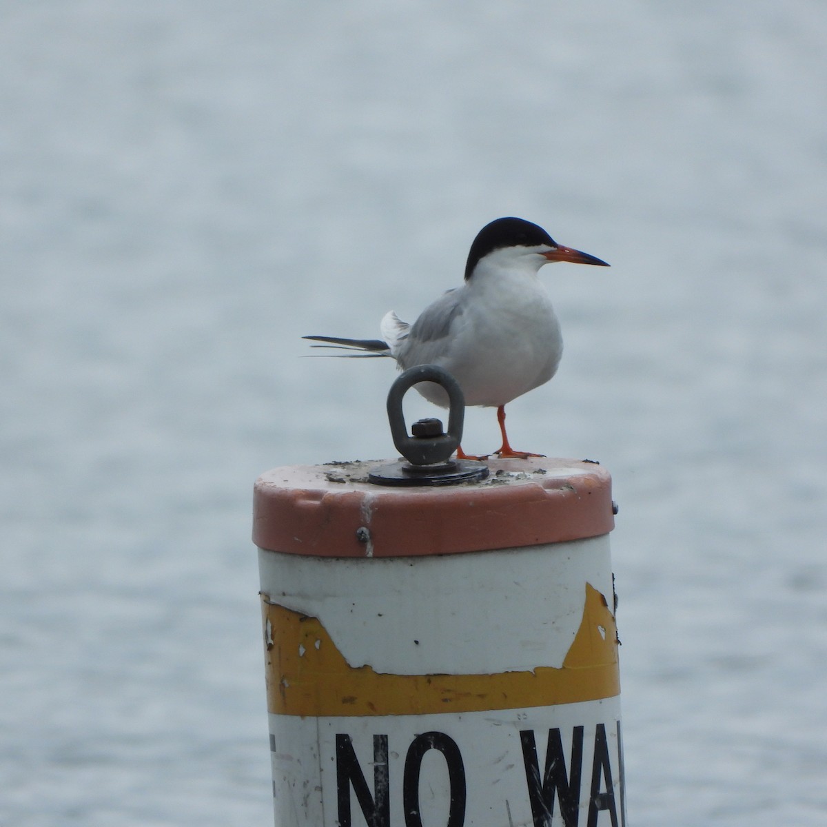 Forster's Tern - ML618620576