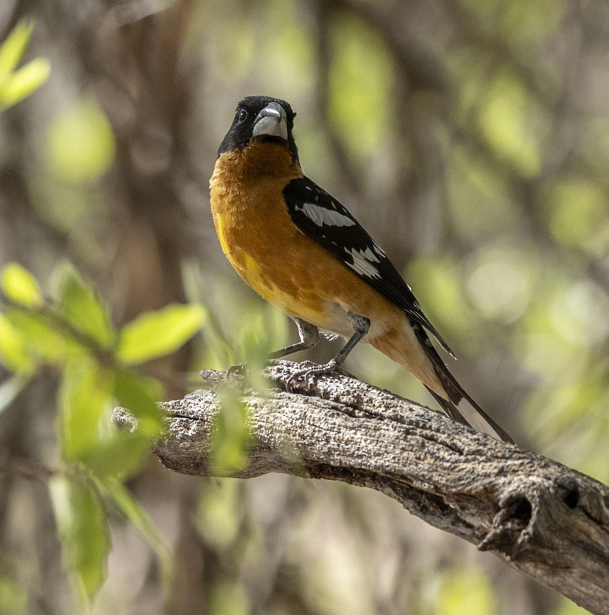 Black-headed Grosbeak - ML618620586