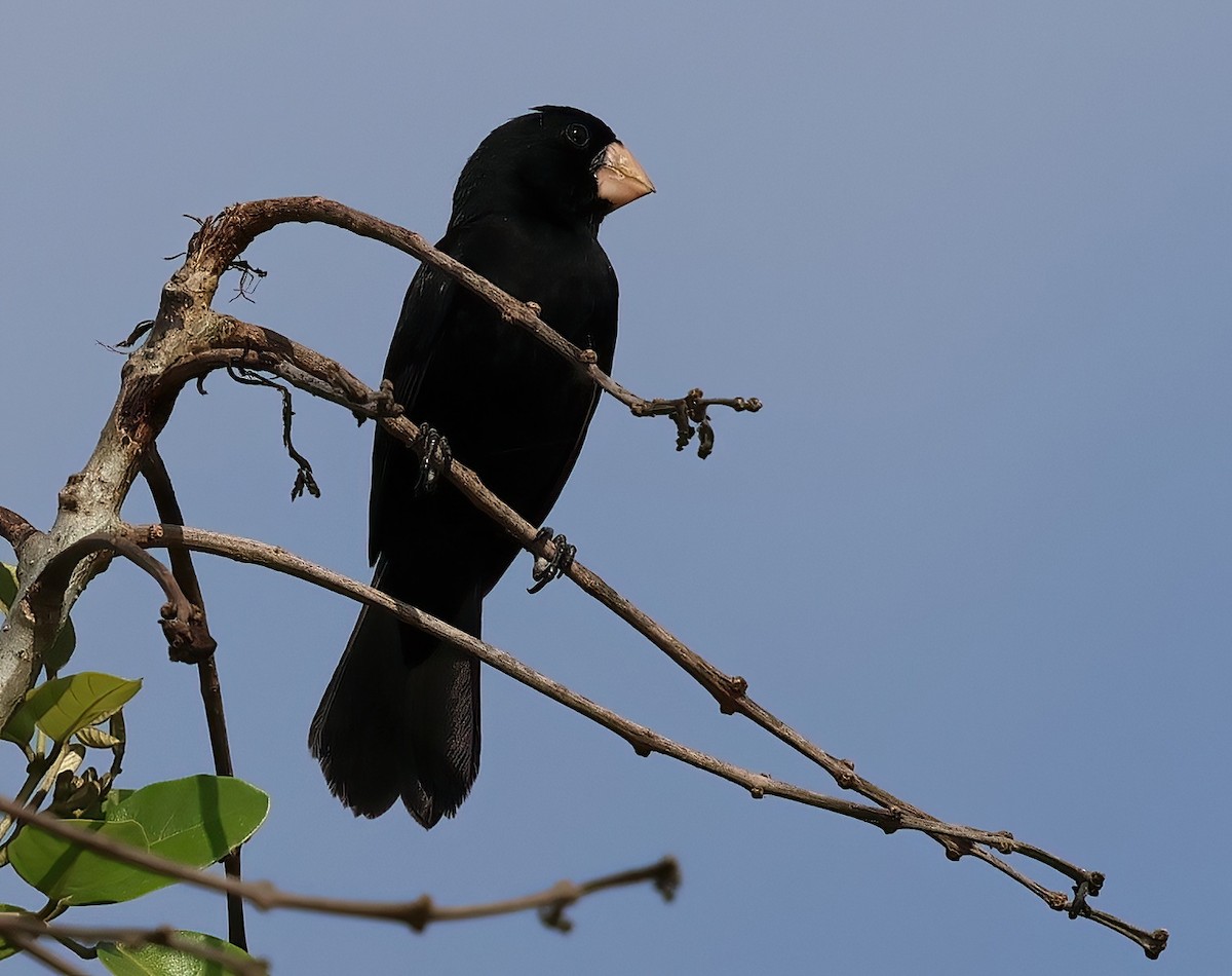 Nicaraguan Seed-Finch - Sally Veach