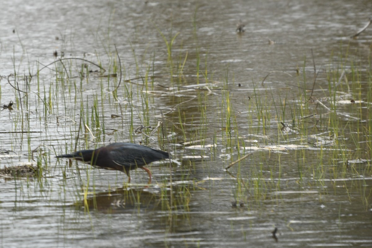 Green Heron - ML618620676