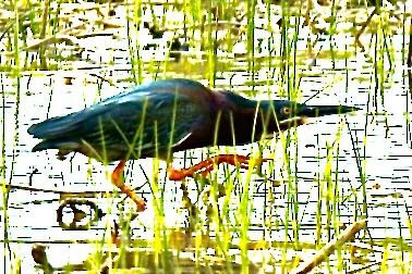 Green Heron - ML618620677