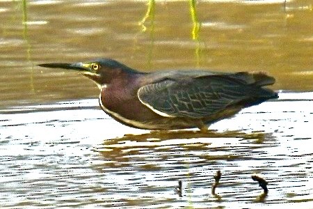 Green Heron - ML618620679