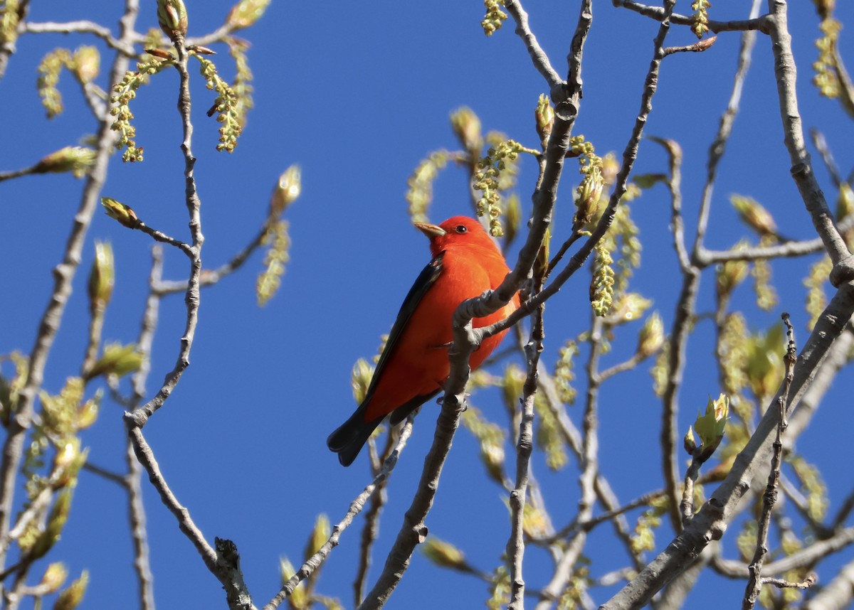 Scarlet Tanager - Brett Leslie