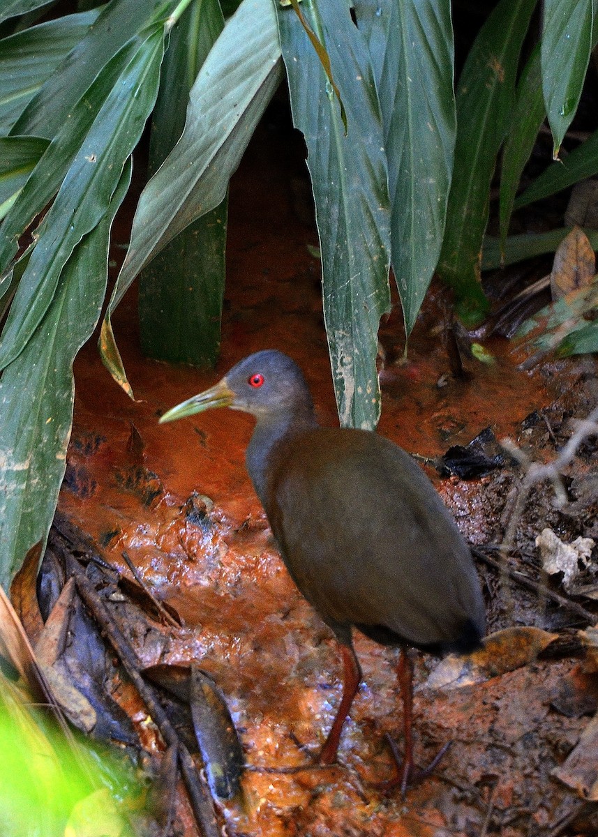 Gray-cowled Wood-Rail - ML618620702