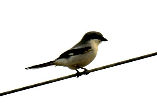 Loggerhead Shrike - ML618620712