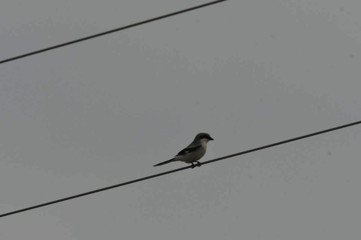 Loggerhead Shrike - ML618620713