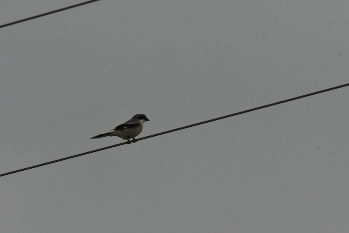 Loggerhead Shrike - ML618620714