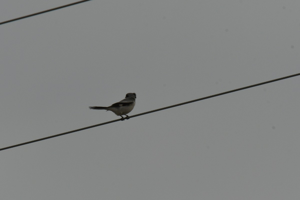 Loggerhead Shrike - ML618620716