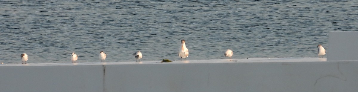 Royal Tern - John  Paalvast