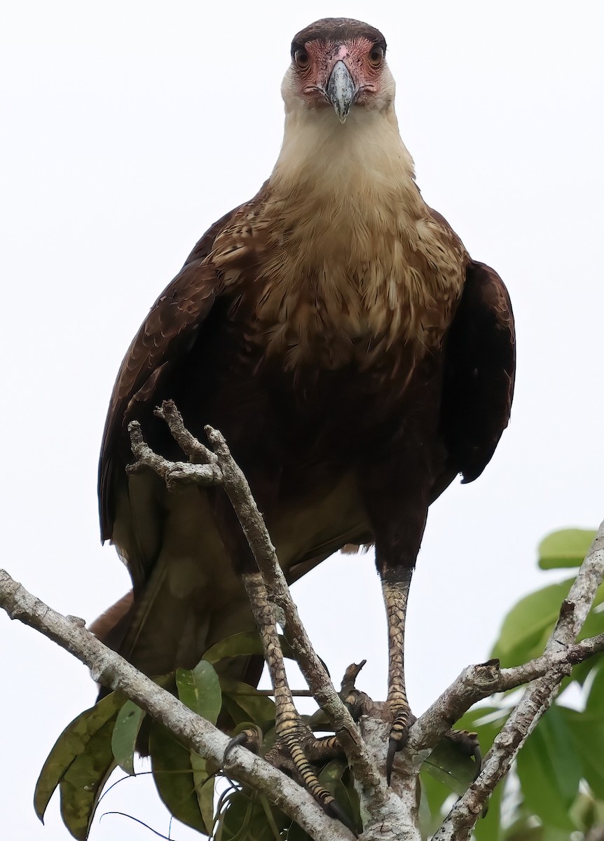 Crested Caracara - Sally Veach