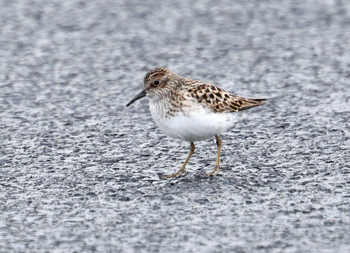 Least Sandpiper - ML618620755