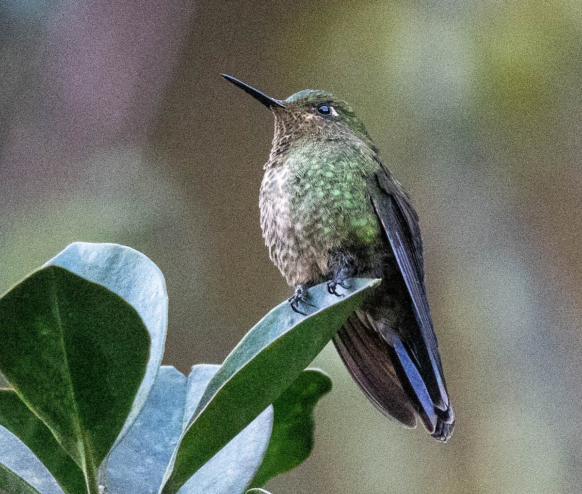 Metalura Verde - ML618620809