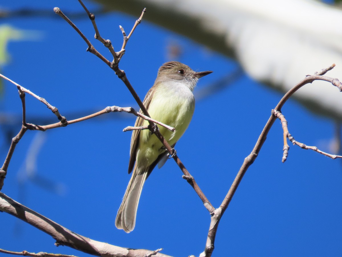 Dusky-capped Flycatcher - Daniel Peter Siminski