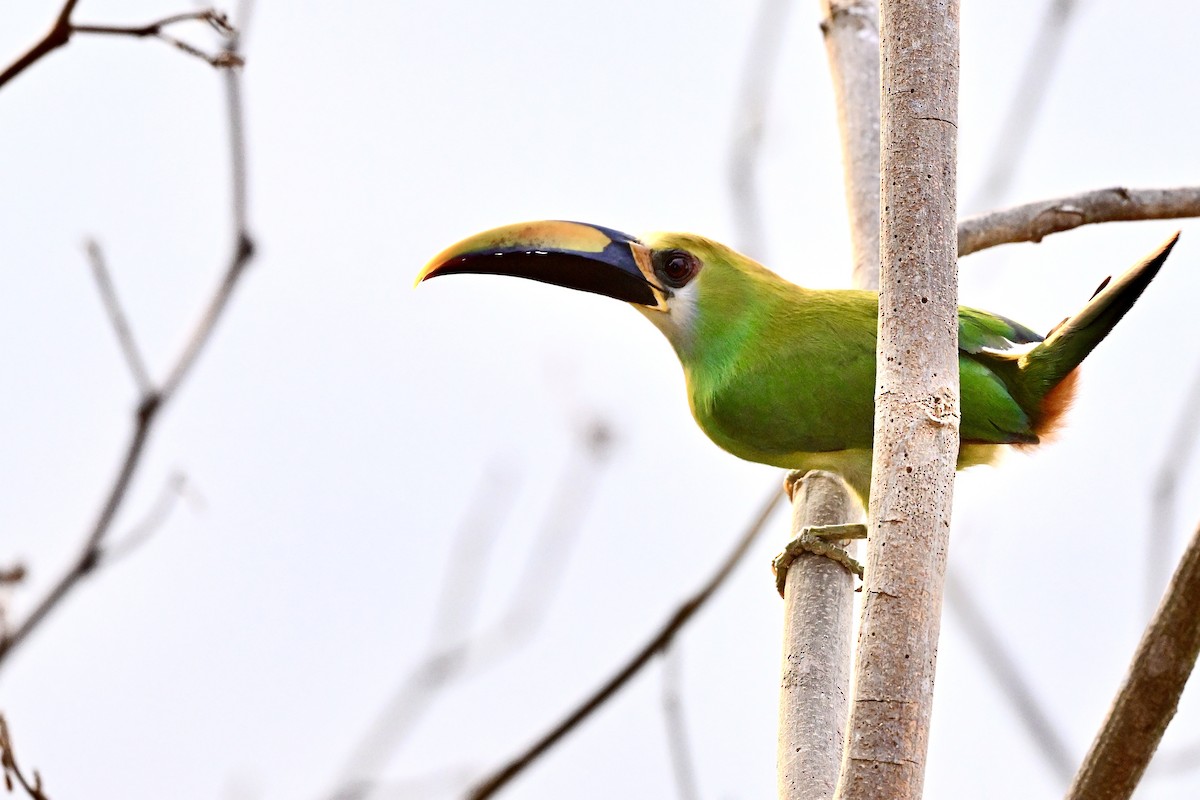 Northern Emerald-Toucanet (Wagler's) - Gerald Friesen