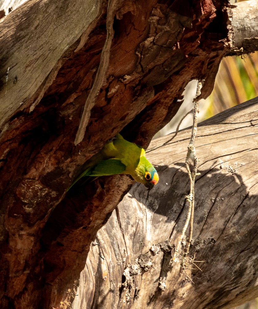 Peach-fronted Parakeet - ML618620875