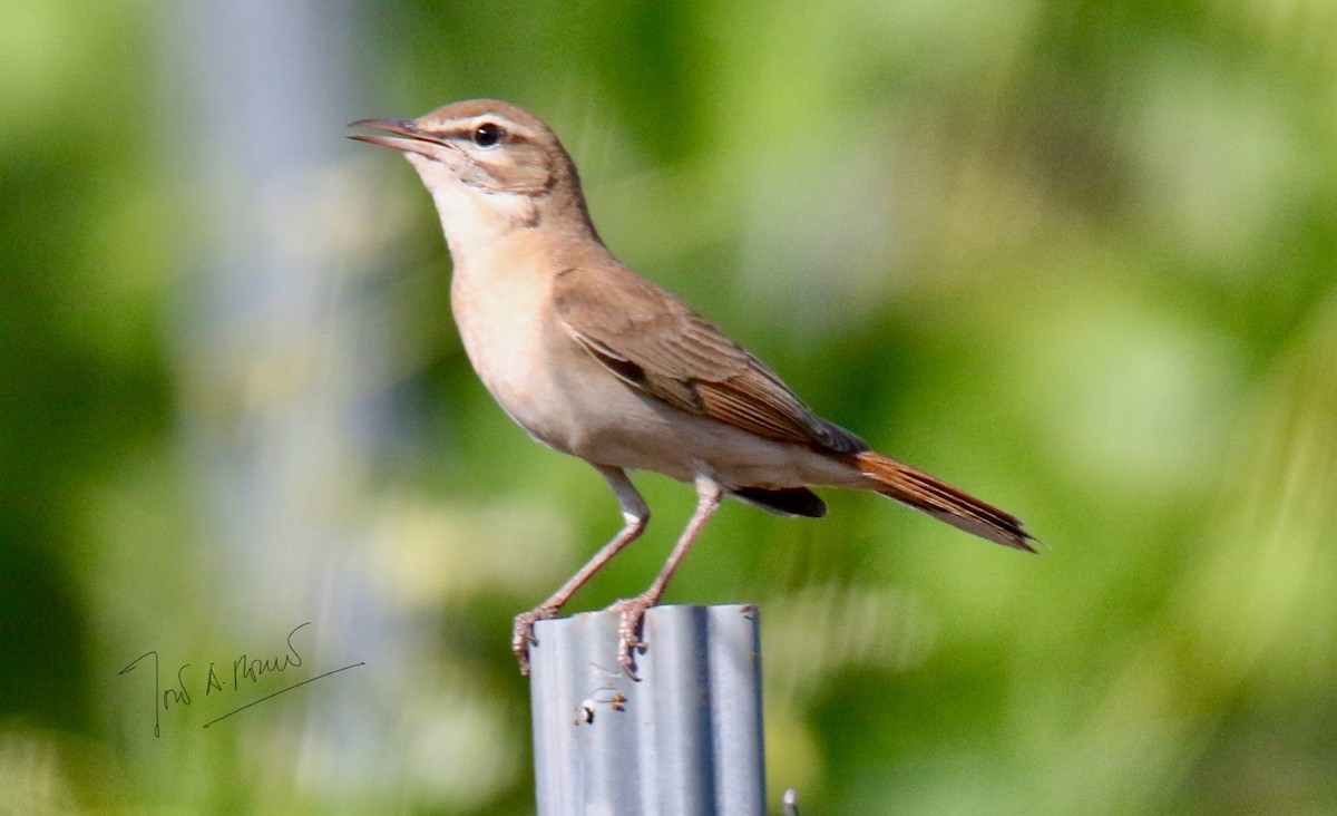 Rufous-tailed Scrub-Robin - ML618620894