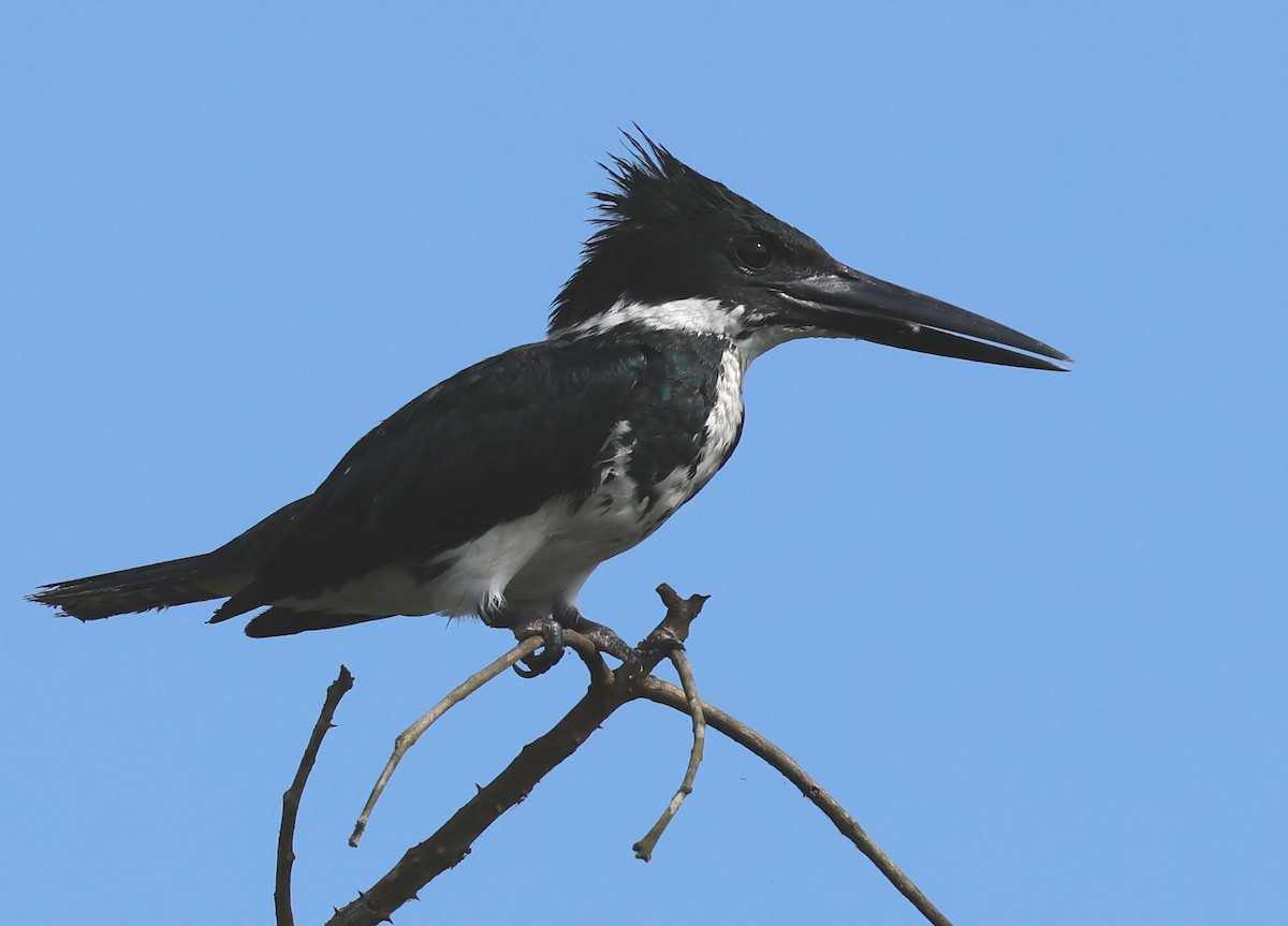 Amazon Kingfisher - Sally Veach