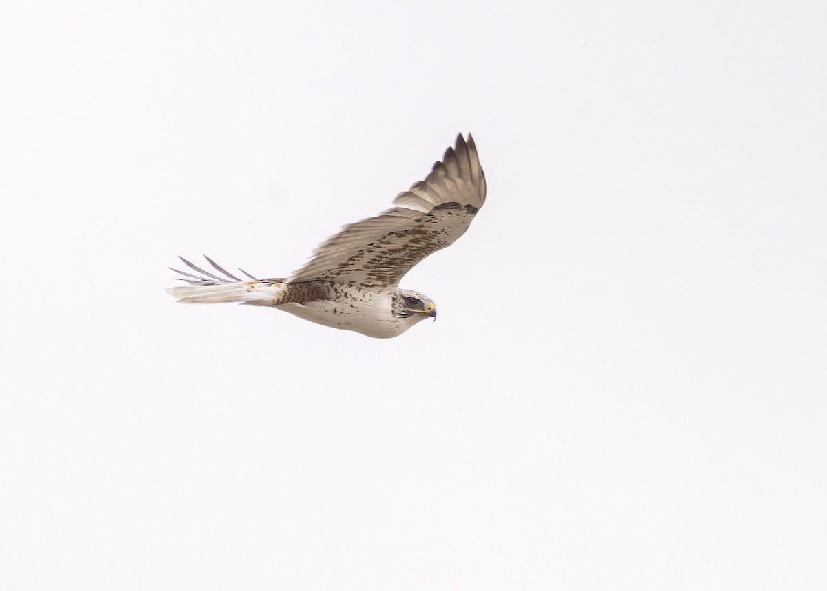 Ferruginous Hawk - ML618620930