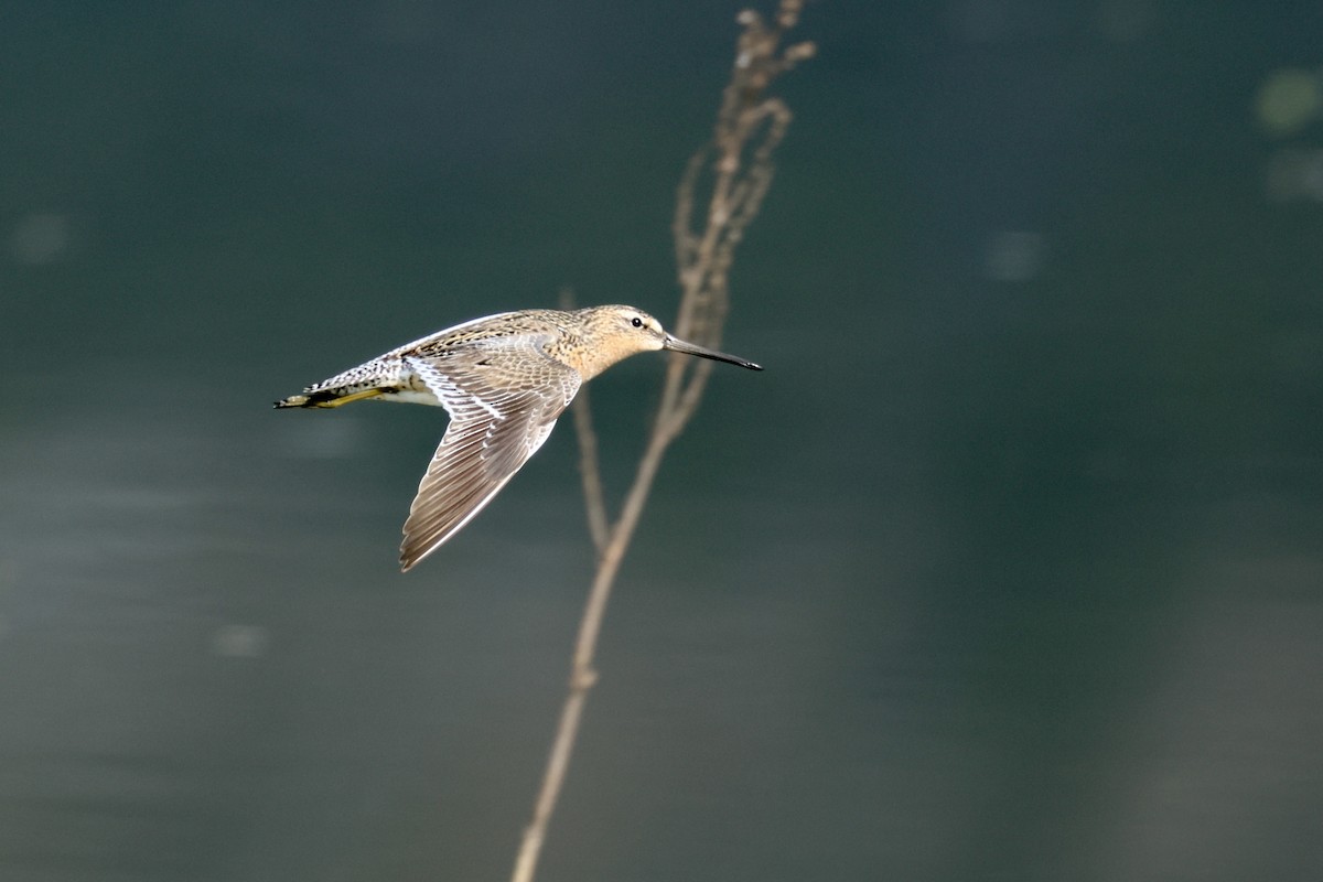 Short-billed Dowitcher - ML618620947