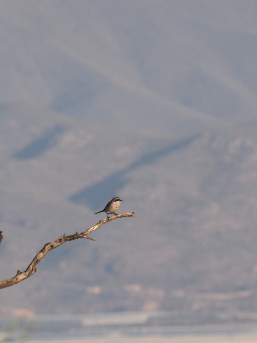 Iberian Gray Shrike - Laurent Couzi