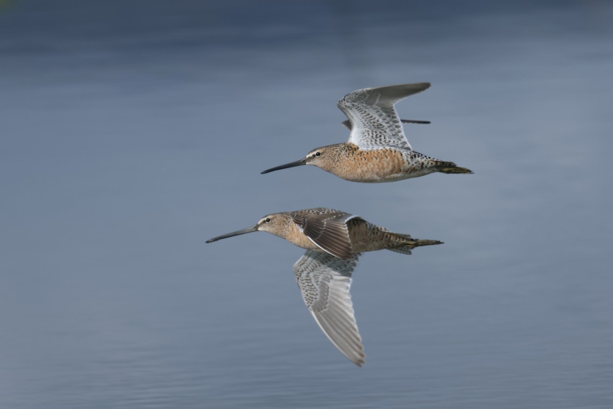 Long-billed Dowitcher - Ryan Terrill