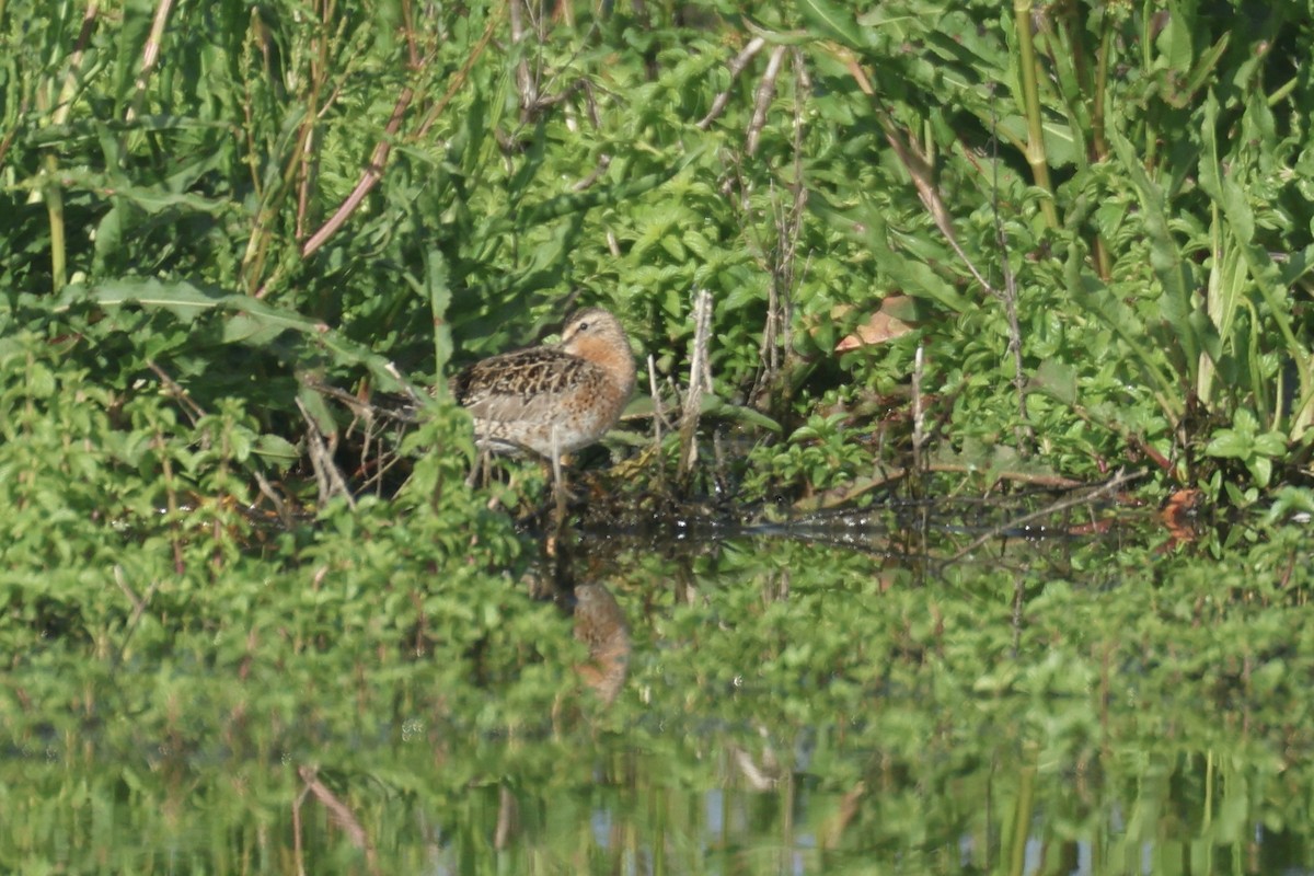 Short-billed Dowitcher - ML618620979