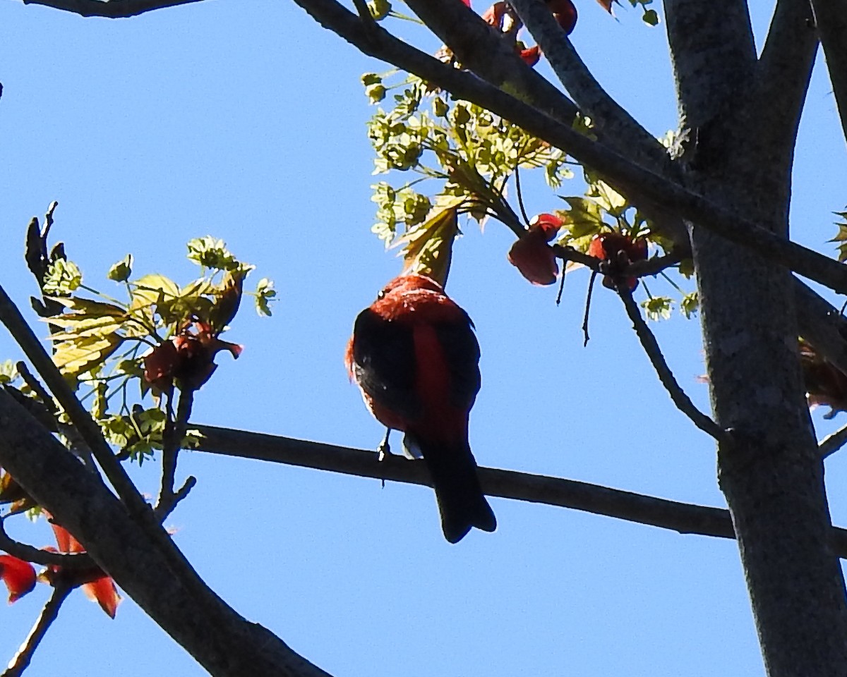 Scarlet Tanager - Betsy McCully