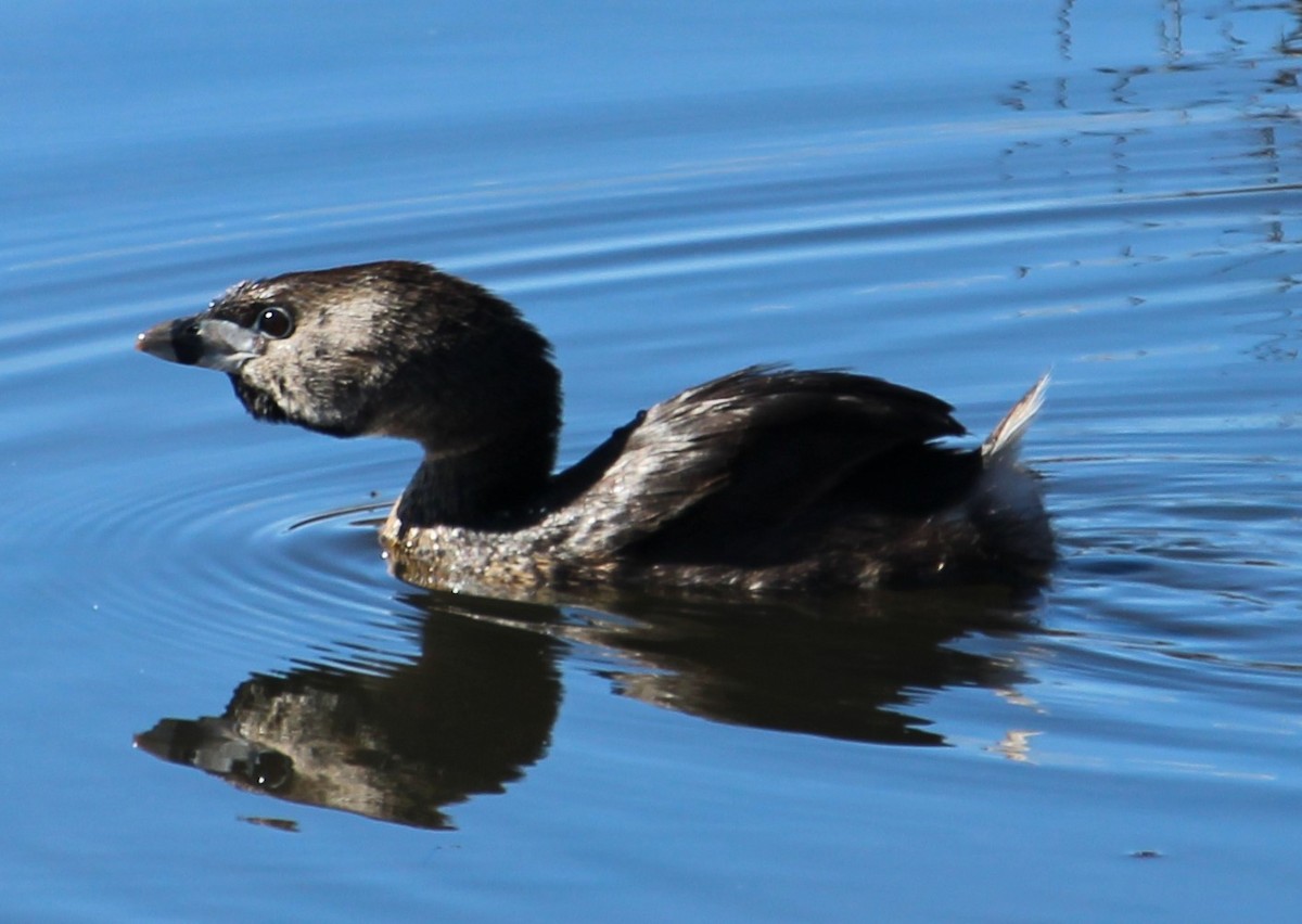 Pied-billed Grebe - ML618621002