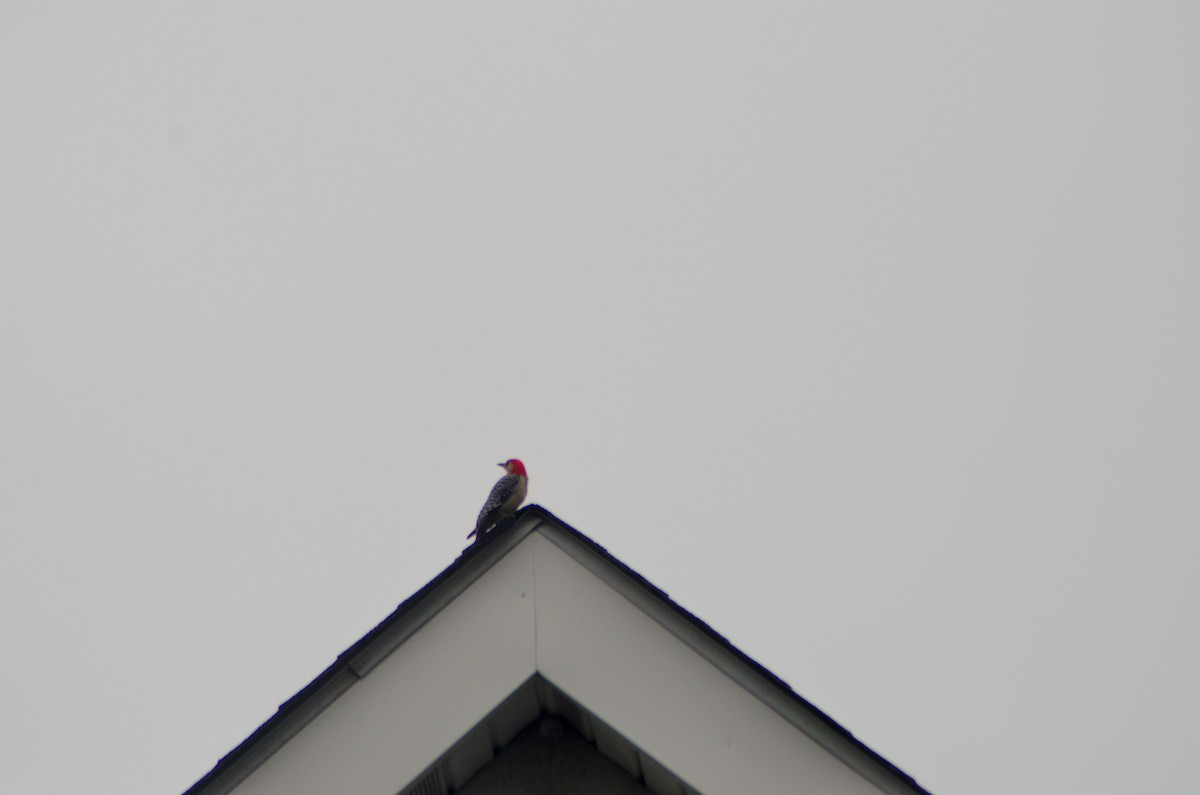 Red-bellied Woodpecker - ML618621005