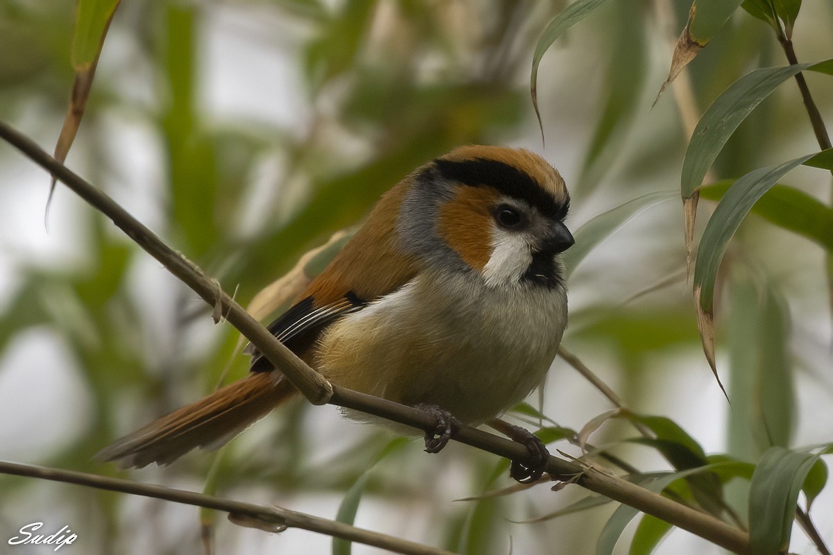 Black-throated Parrotbill - Sudip Ghosh