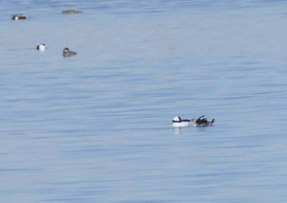 Bufflehead - Robert Tonge