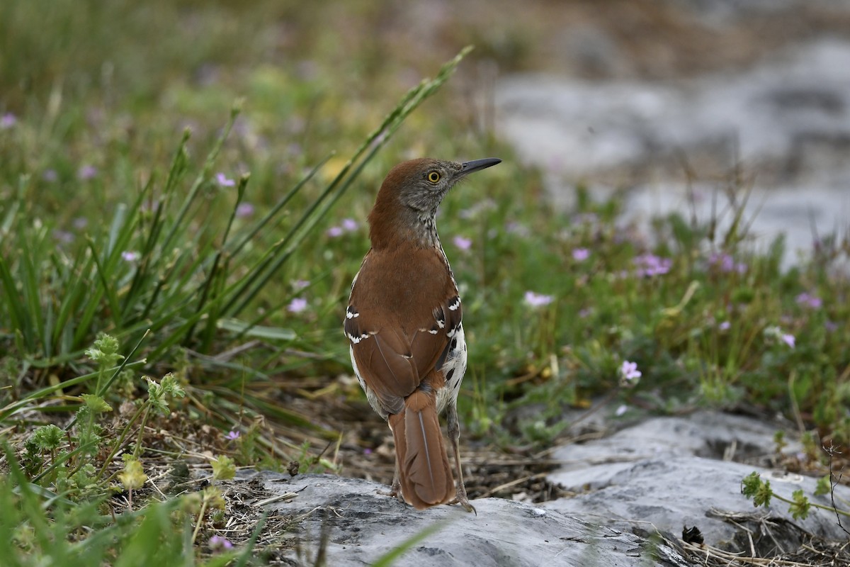 Brown Thrasher - Mark Kosiewski