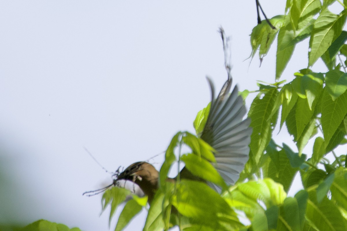 Cedar Waxwing - ML618621096