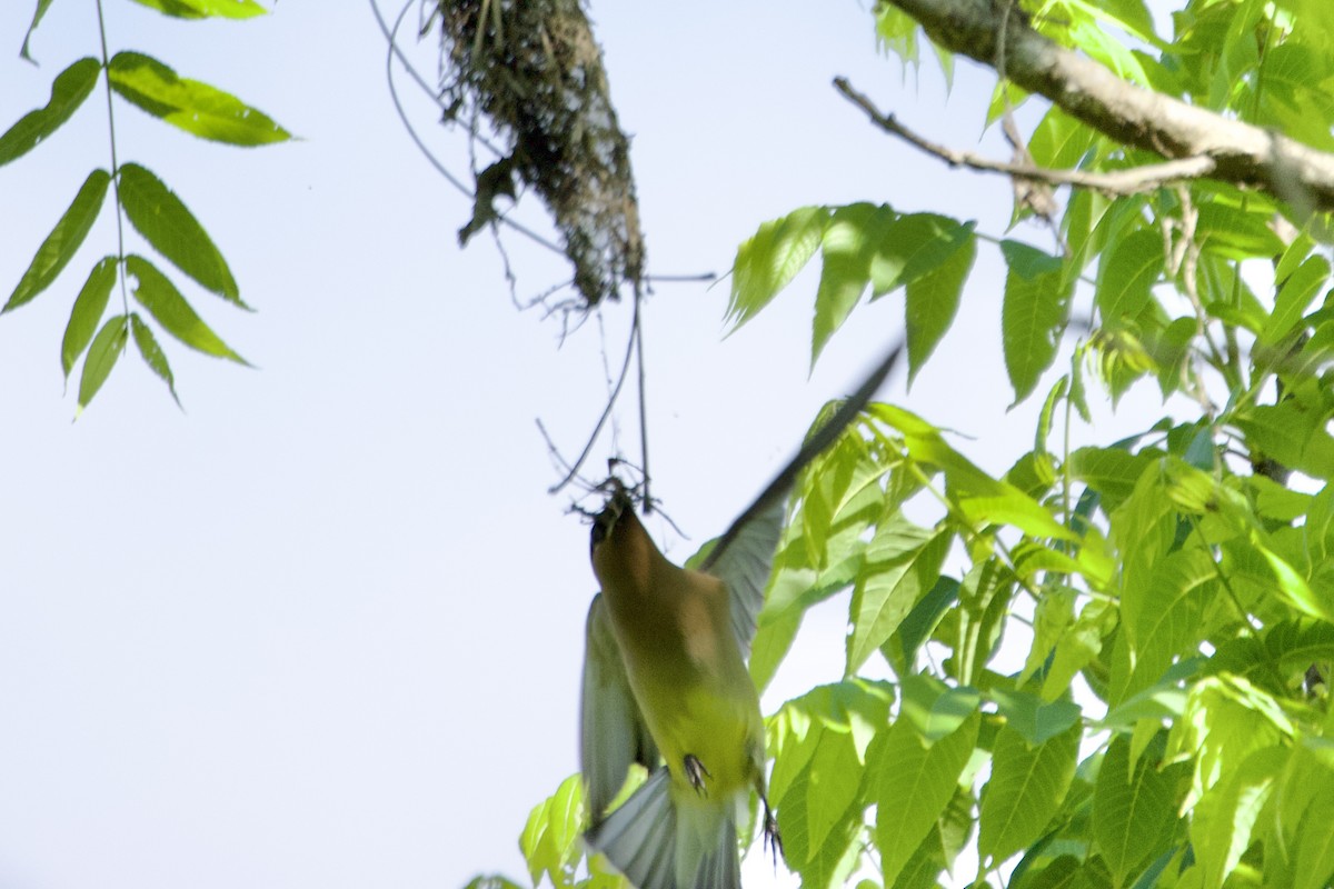 Cedar Waxwing - ML618621097