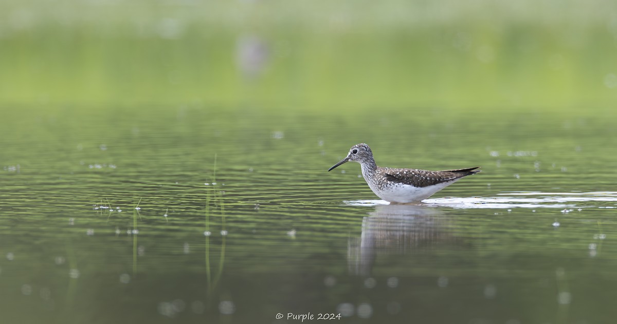 Solitary Sandpiper - ML618621106