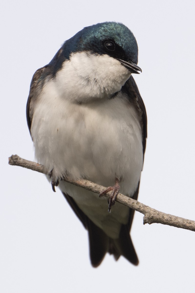 Golondrina Bicolor - ML618621141