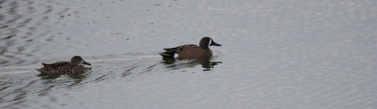 Blue-winged Teal - ML618621169