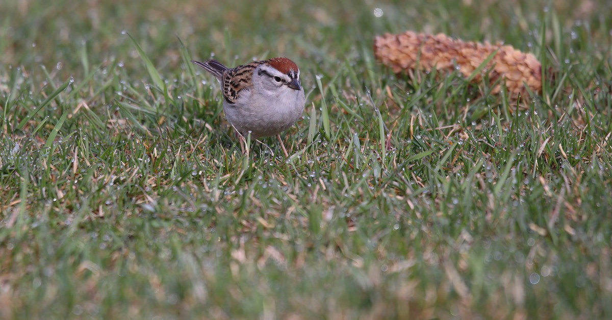 Chipping Sparrow - ML618621194