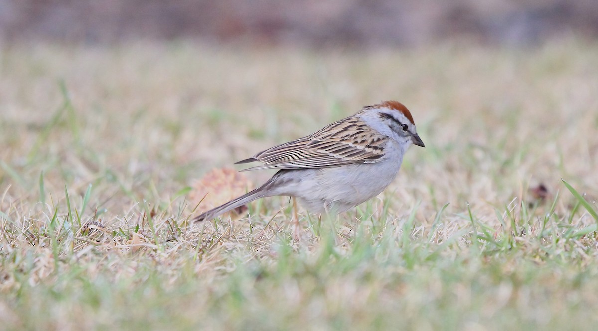 Chipping Sparrow - ML618621198