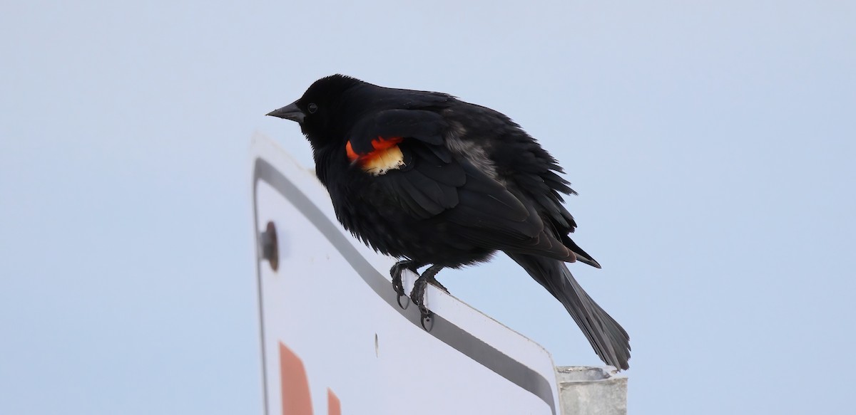 Red-winged Blackbird - ML618621209