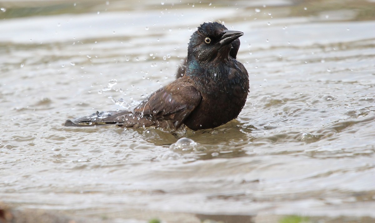 Common Grackle - ML618621215