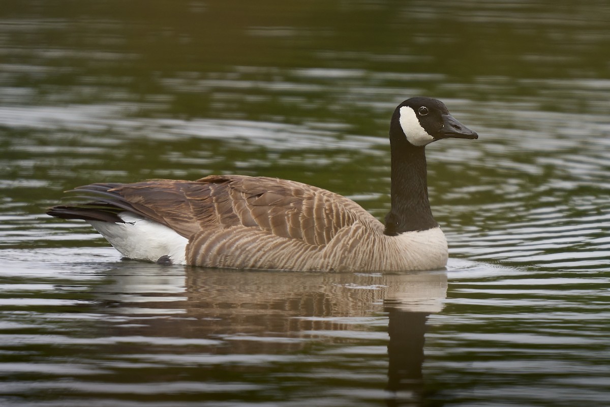 Canada Goose - ML618621216